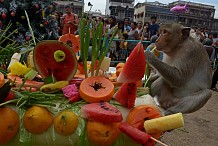 Un buffet rien que pour les singes en Thaïlande